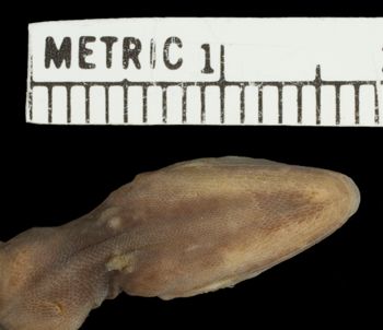 Media type: image;   Herpetology R-38296 Aspect: head ventral
